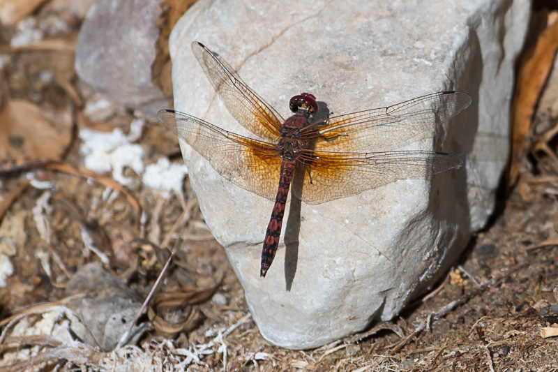 red rock skimmer